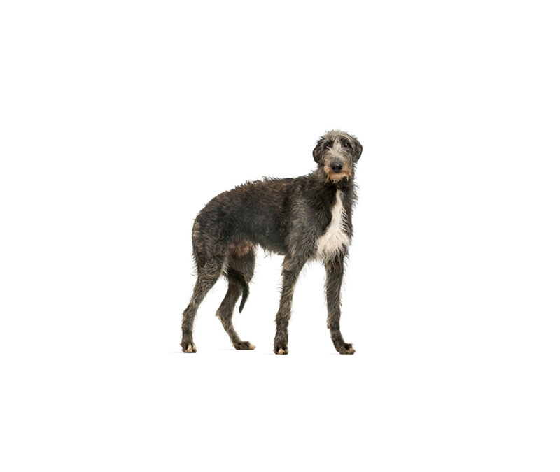 Deerhound  ou lévrier écossais