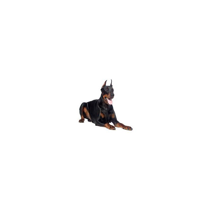 Dobermann