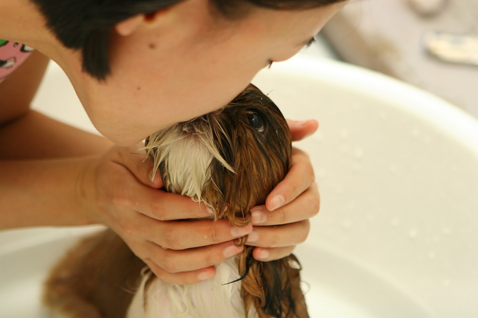 dog-237193_960_720