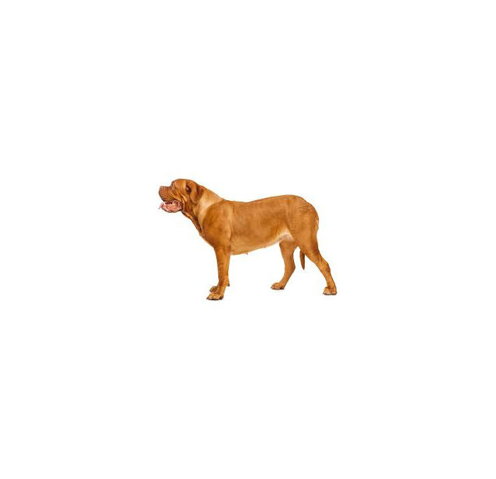 Dogue de Bordeaux