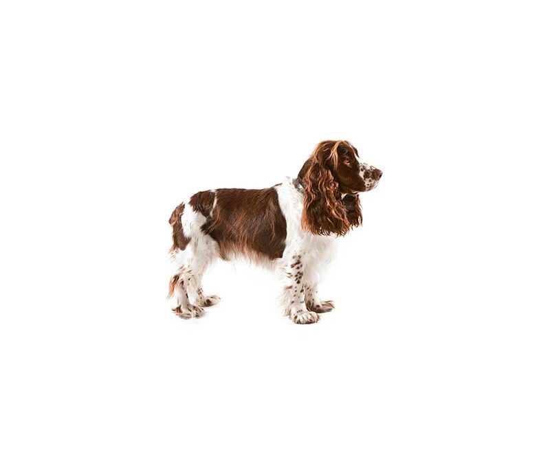 English springer spaniel ou spinger Anglais