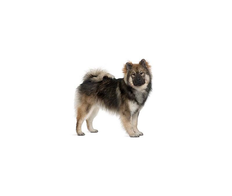 Eurasier