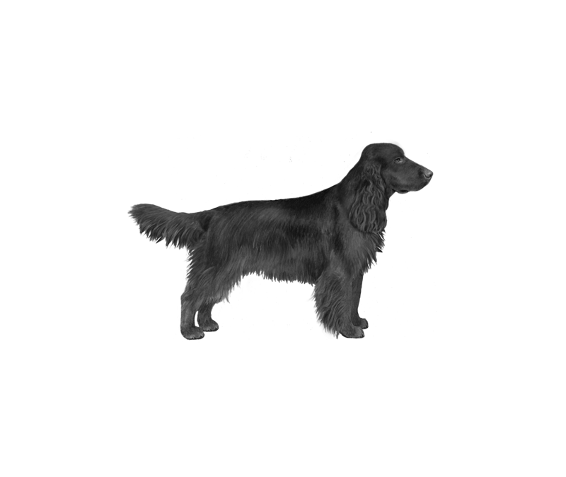 Field spaniel