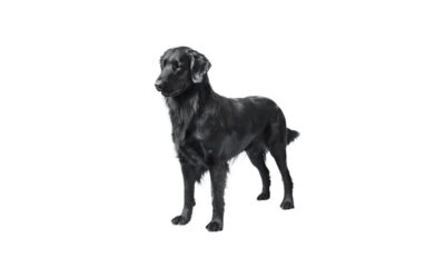 Flat-coated retriver