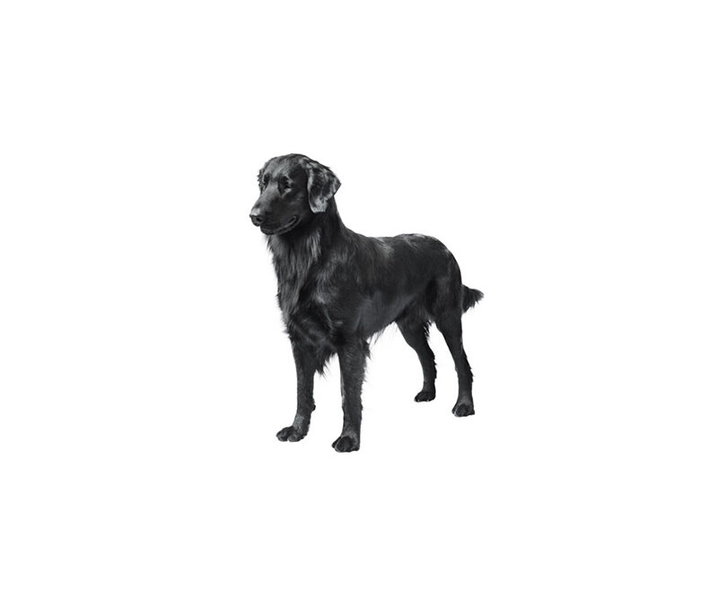 Flat-coated retriver