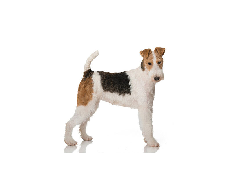 Fox-terrier