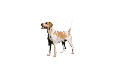 Foxhound anglais