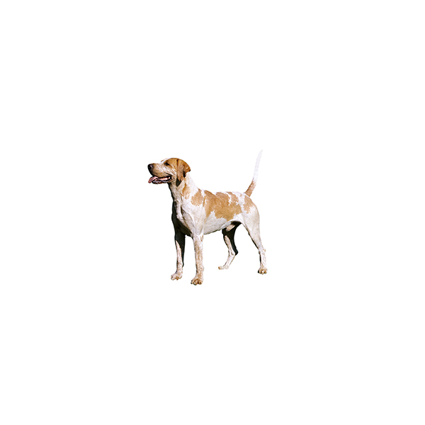 Foxhound anglais