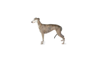 Greyhound ou lévrier Anglais
