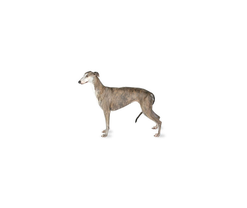 Greyhound ou lévrier Anglais