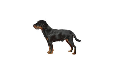 Lakeland terrier