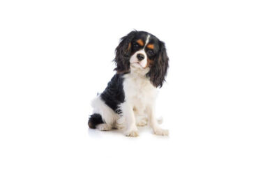 King-charles spaniel