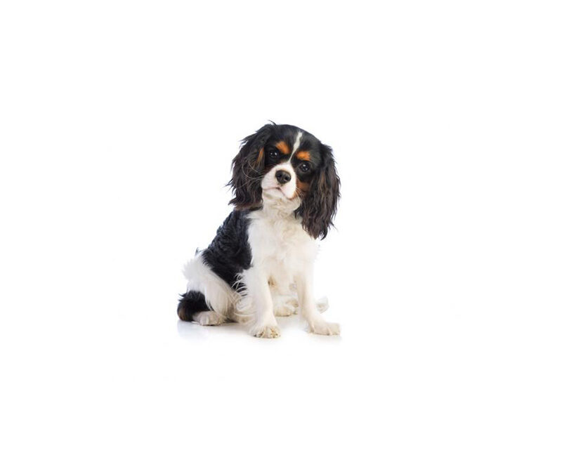 King-charles spaniel