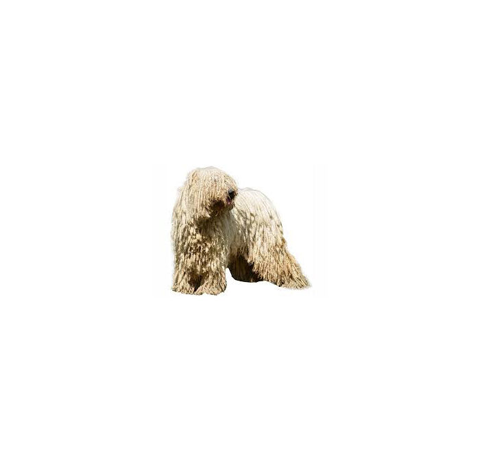 Komondor