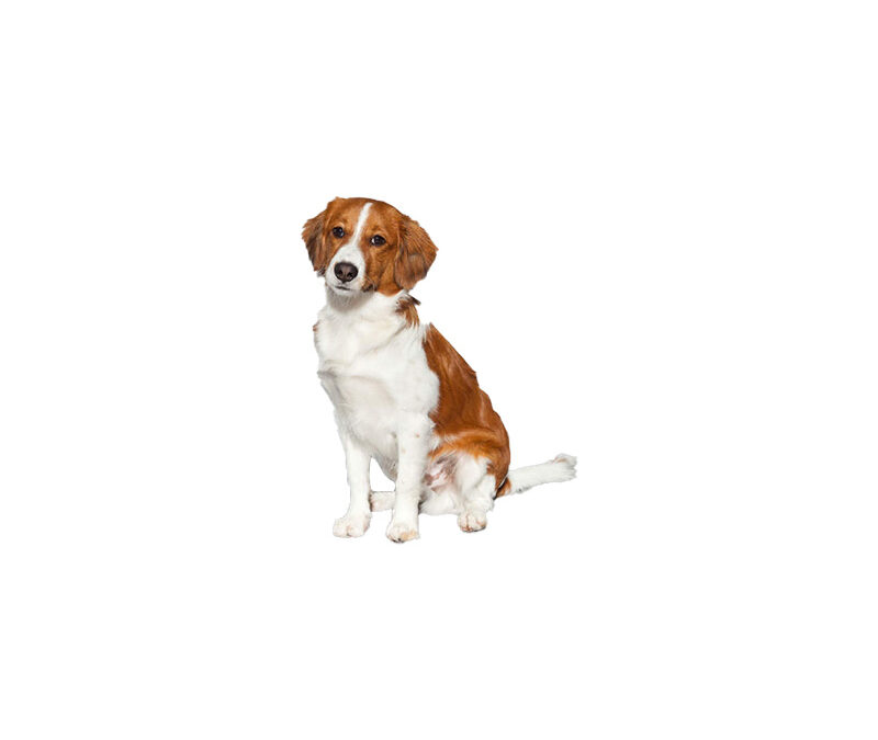 Kooikerhondje