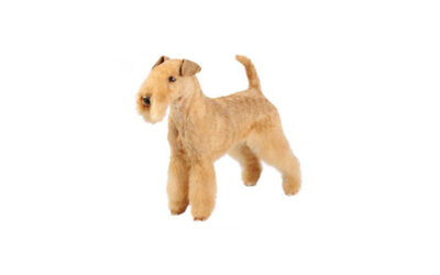 Jagd-terrier