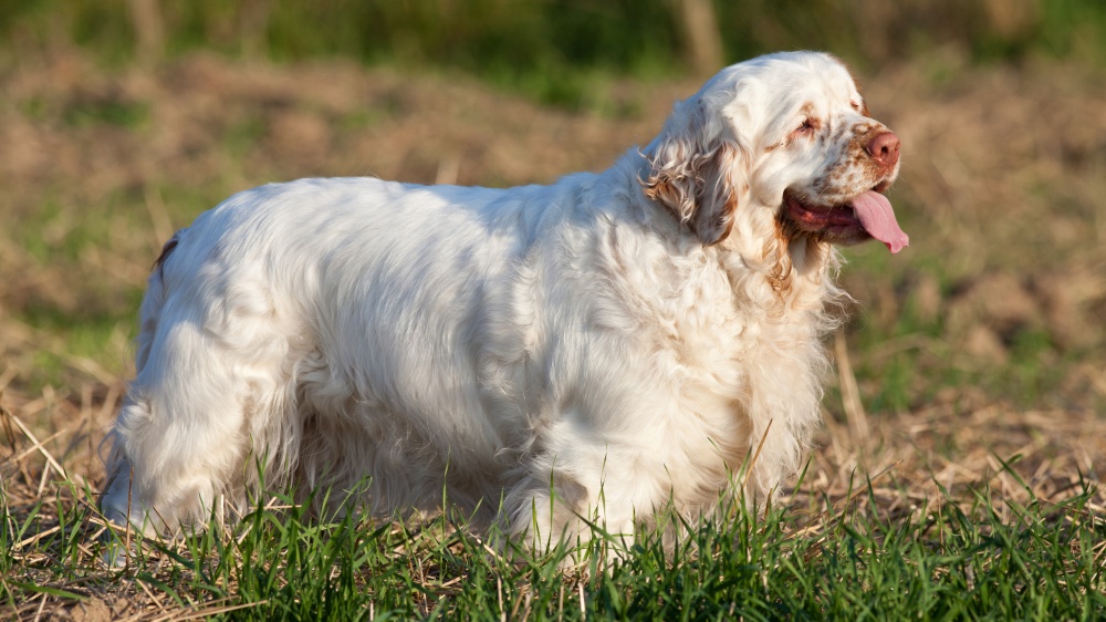 lumber-spaniel