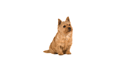 Norwich terrier