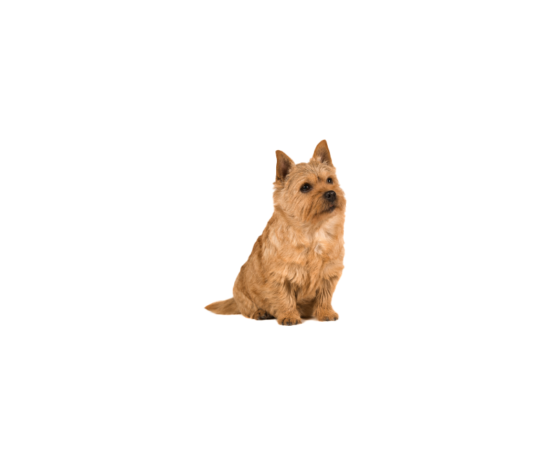 Norwich terrier