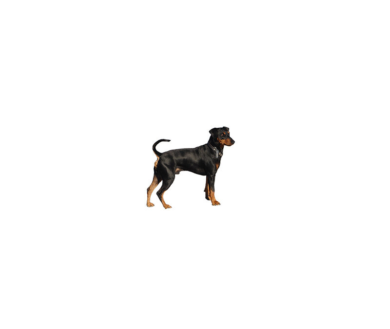 Pinscher moyen