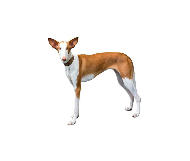 Podenco ibicenco