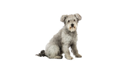Pumi