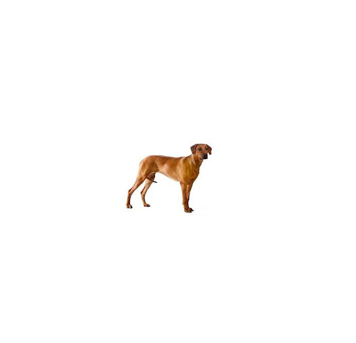 Rhodesian ridgeback