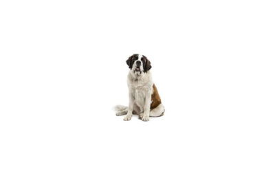 Saint bernard