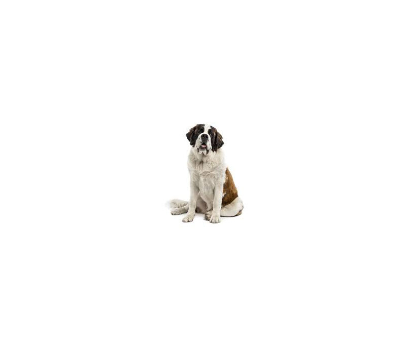 Saint bernard