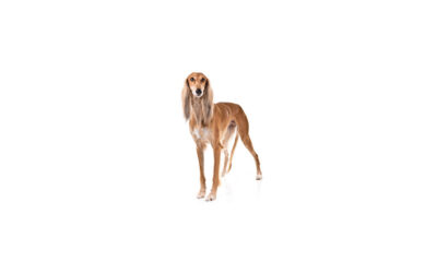 Lévrier persan ou Saluki