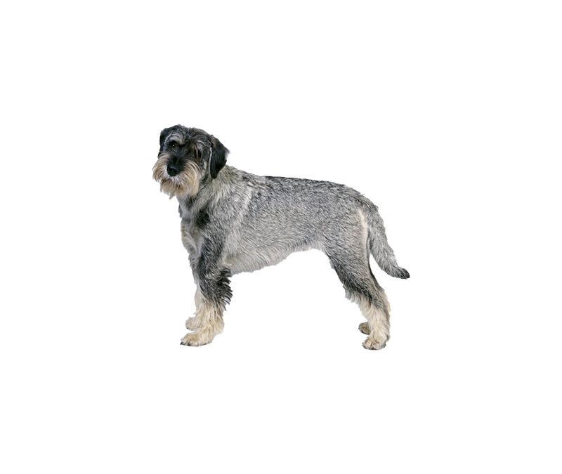 Schnauzer moyen