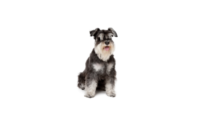 Schnauzer nain