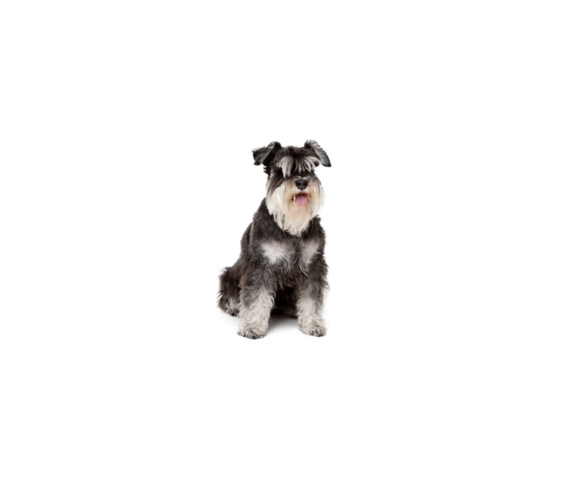 Schnauzer nain