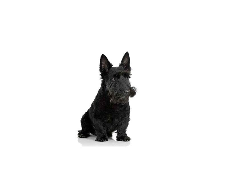 Scottish terrier