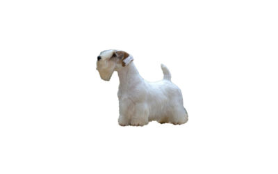 Sealyham terrier
