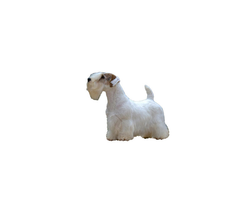 Sealyham terrier