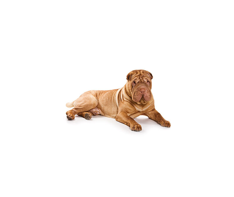 Shar-peï