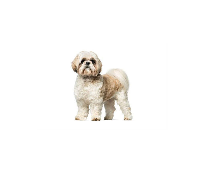 Shih-tzu