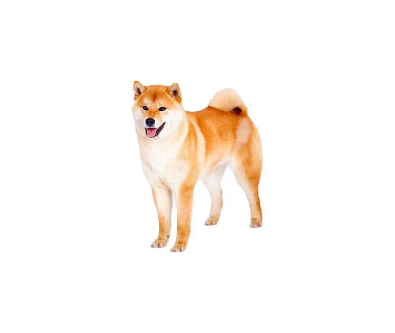 Shiba-inu