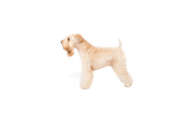 Soft-coated wheaten
