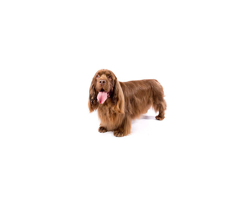 Sussex spaniel