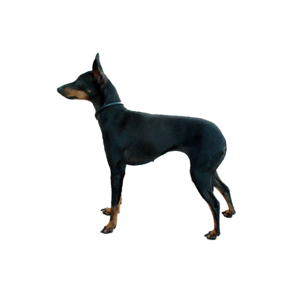 Toy terrier JCEurope