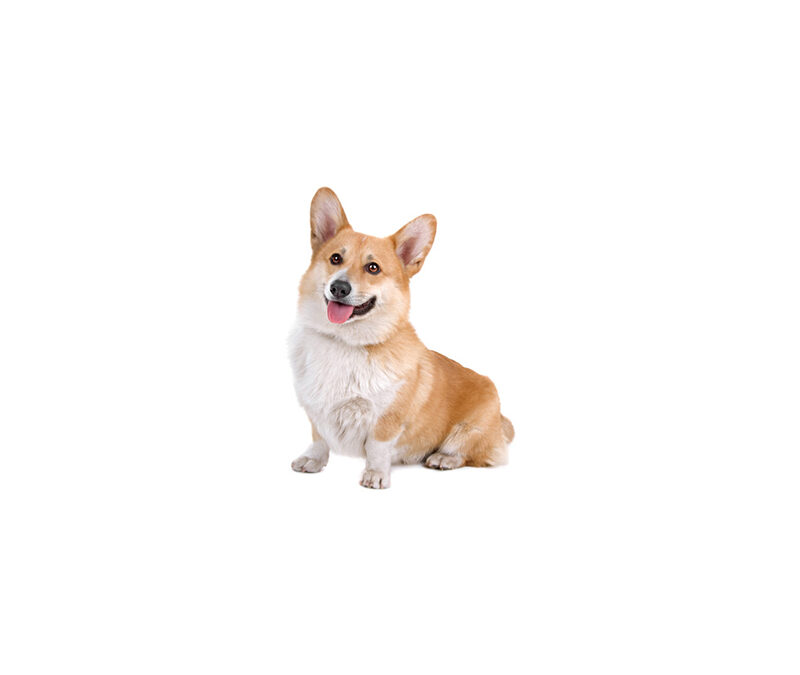 Welsh corgi