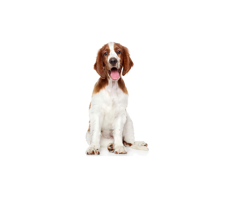 Welsh springer spaniel