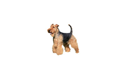 welsh terrier