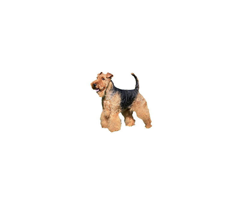 welsh terrier