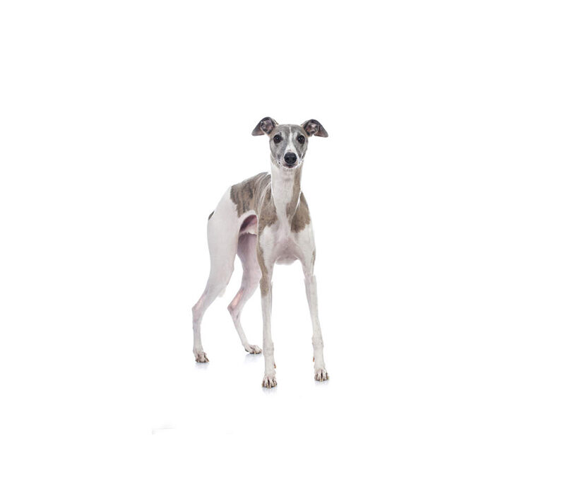 Whippet