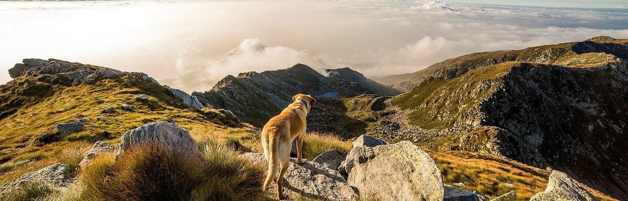 dog-190056_1280