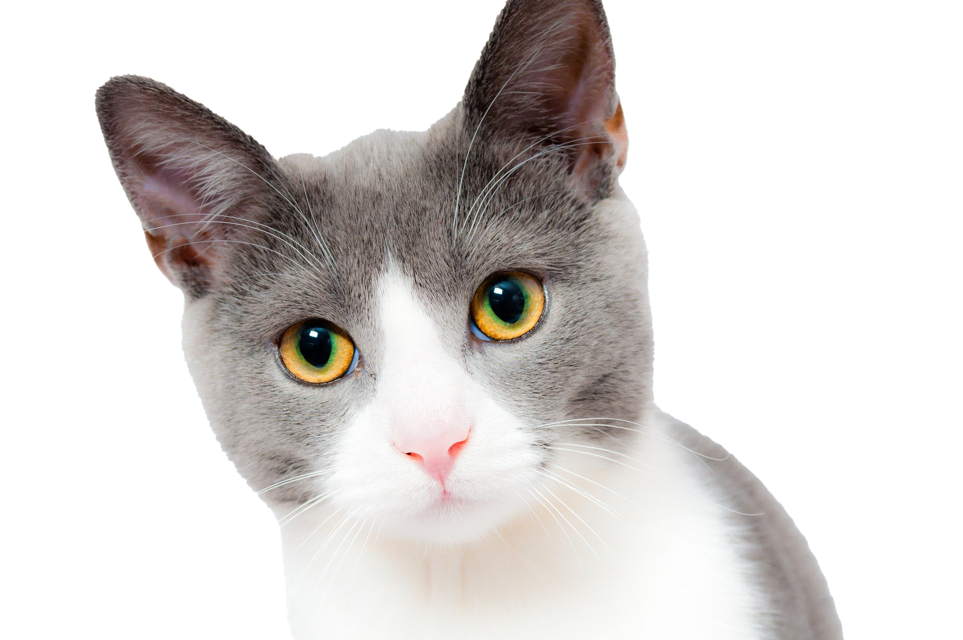 cat-1151519_1920.jpg