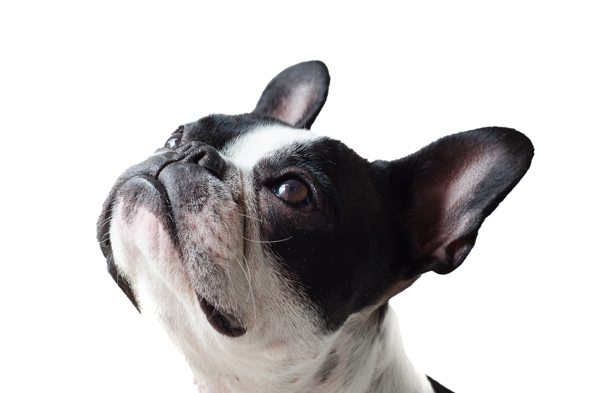 dog-4465690_1920.jpg